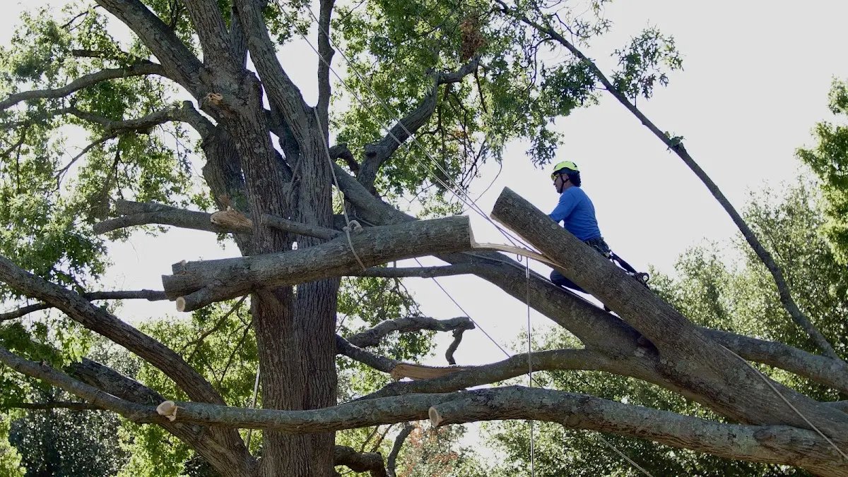 Professional Crown Thinning performed by certified arborists in Saint Lawrence