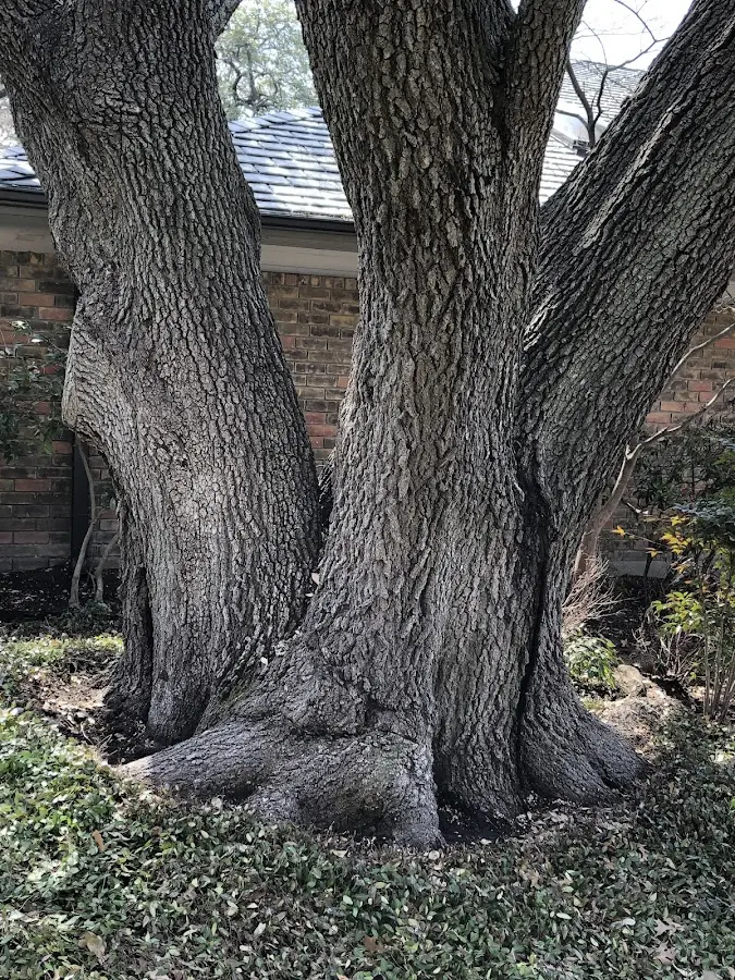 Mature heritage tree close to a Saint Lawrence property cared for by certified arborists